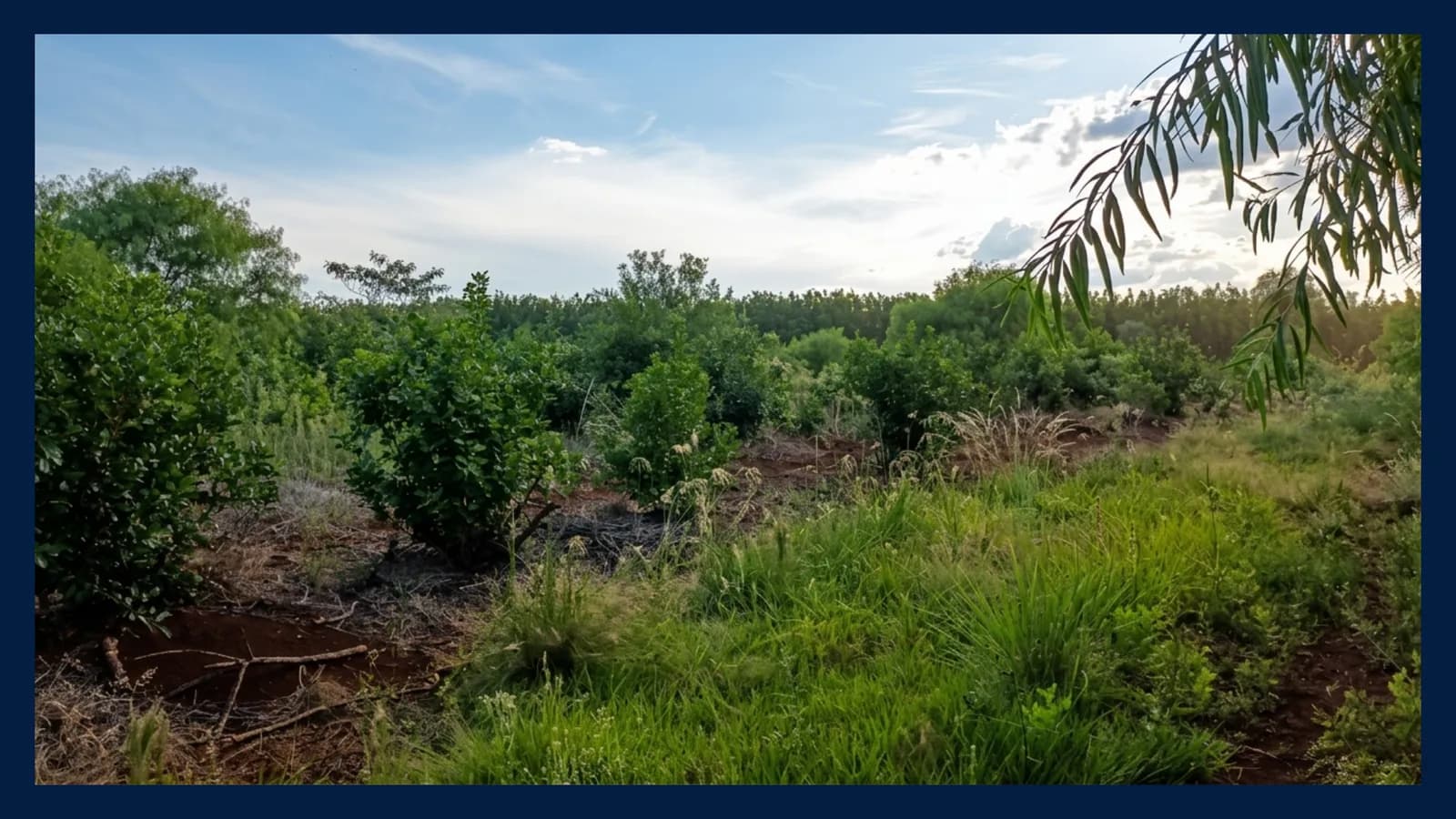 Chacra Productiva de 25 Hectáreas en Venta – San José, Misiones