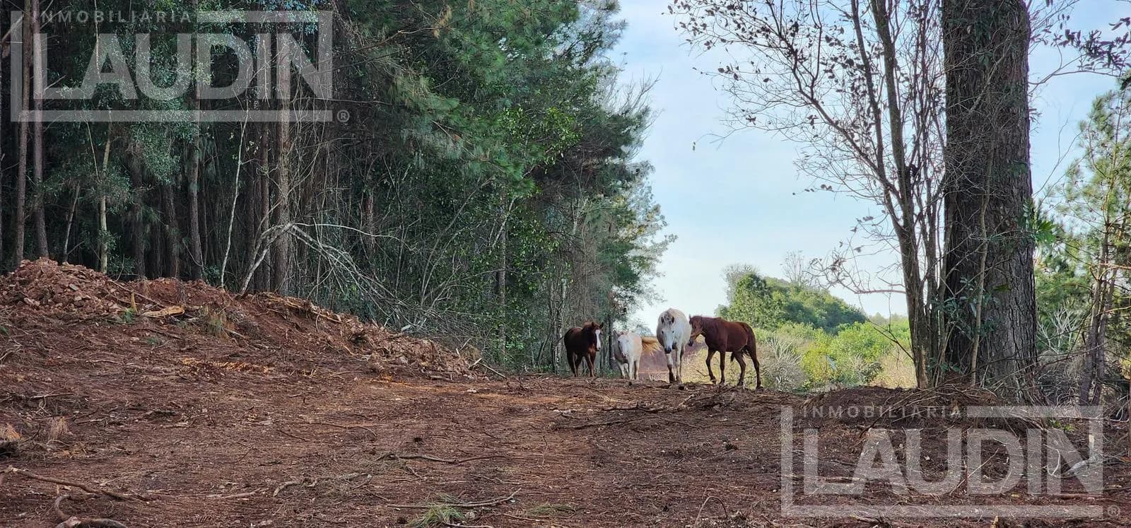 70 Hectareas en Venta Candelaria zona reserva Natural Urutau