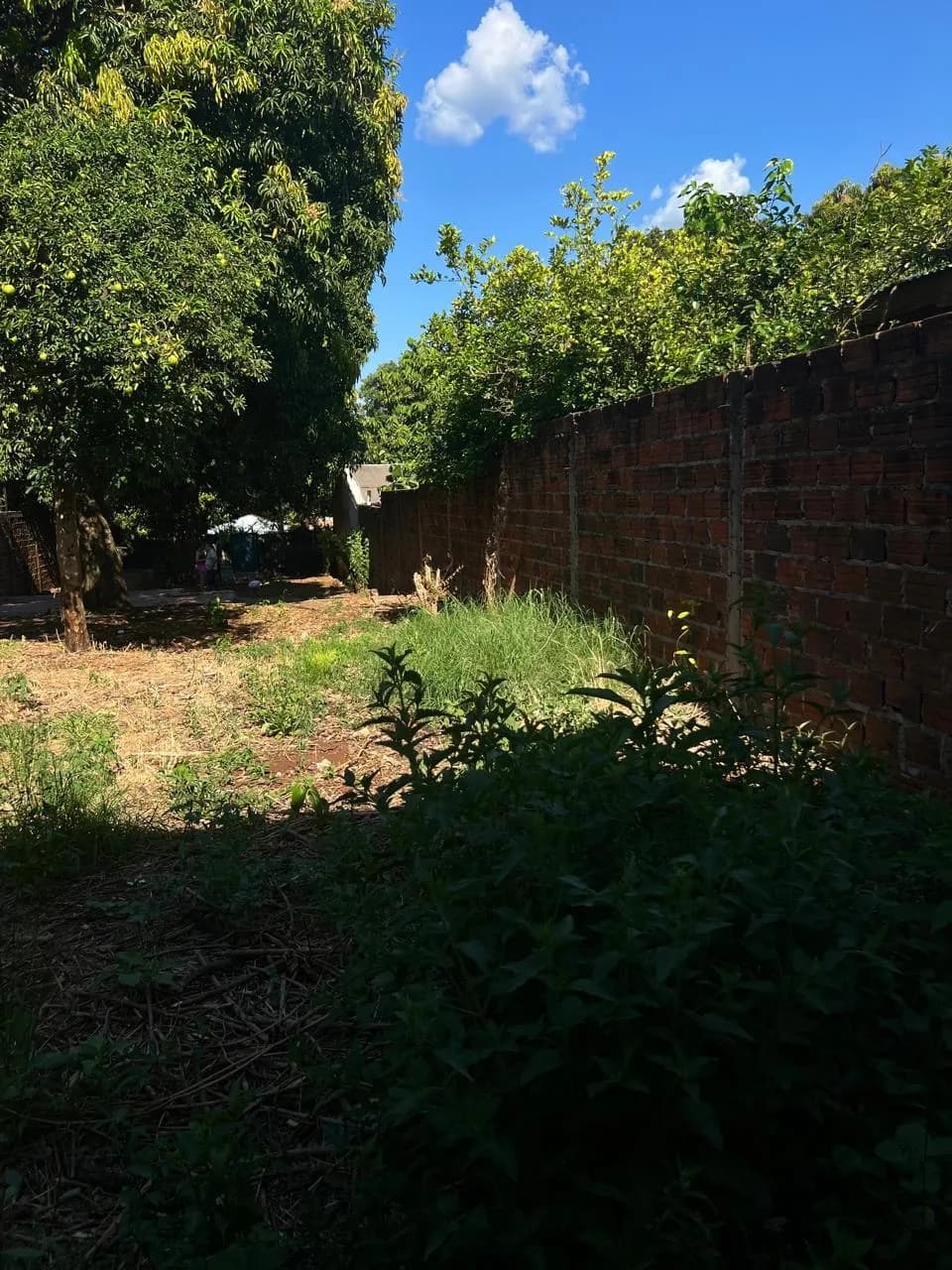 Terreno amplio con árboles y muro