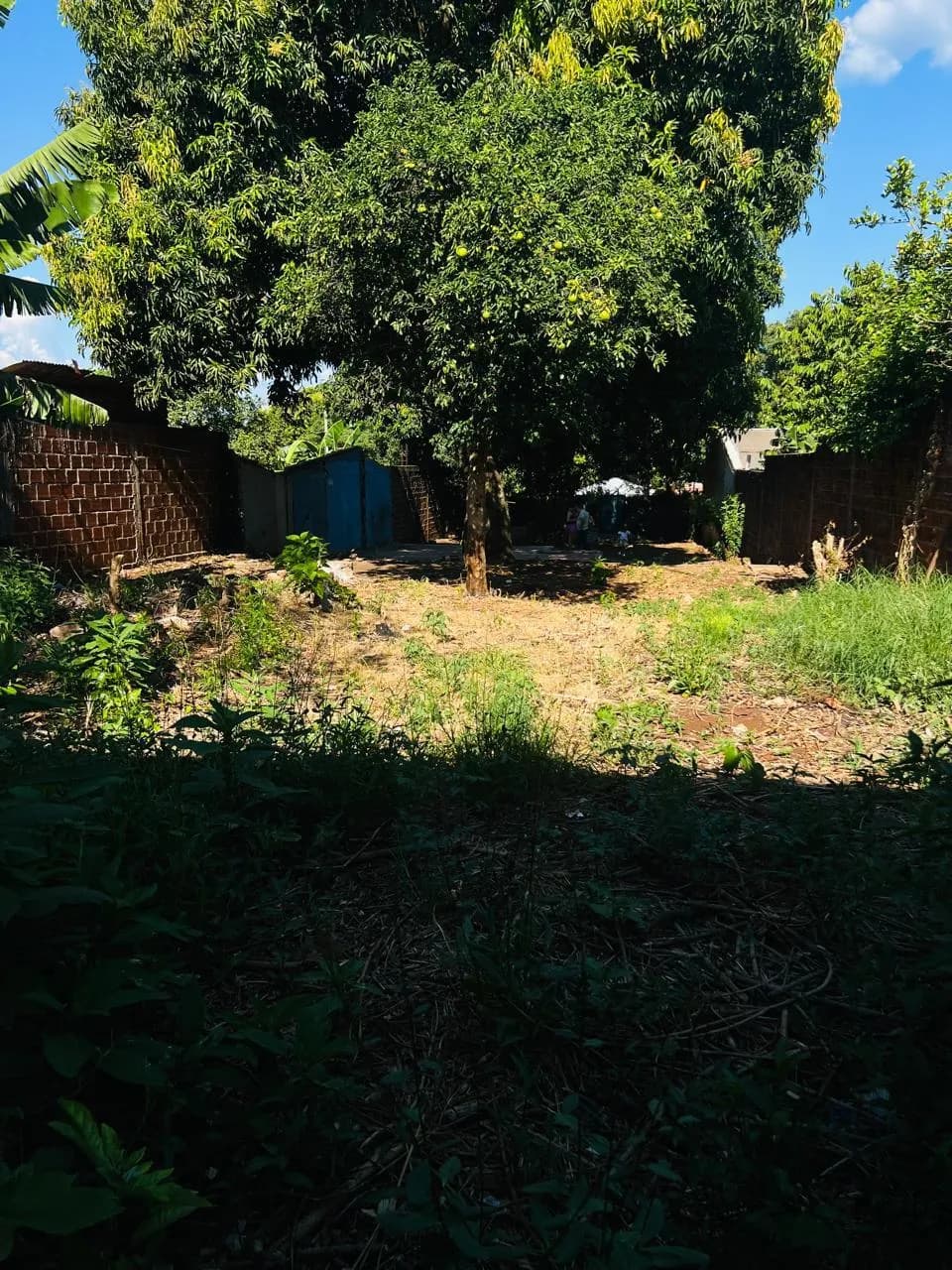 Terreno amplio con árboles frondosos