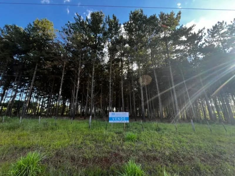 Terreno en venta con pinos