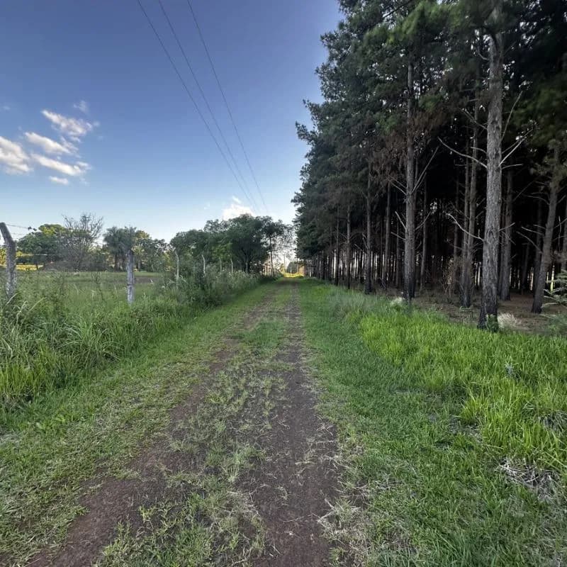 Camino rural bordeado por pinar