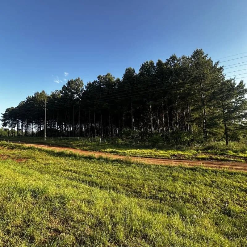 Terreno amplio con bosque de pinos