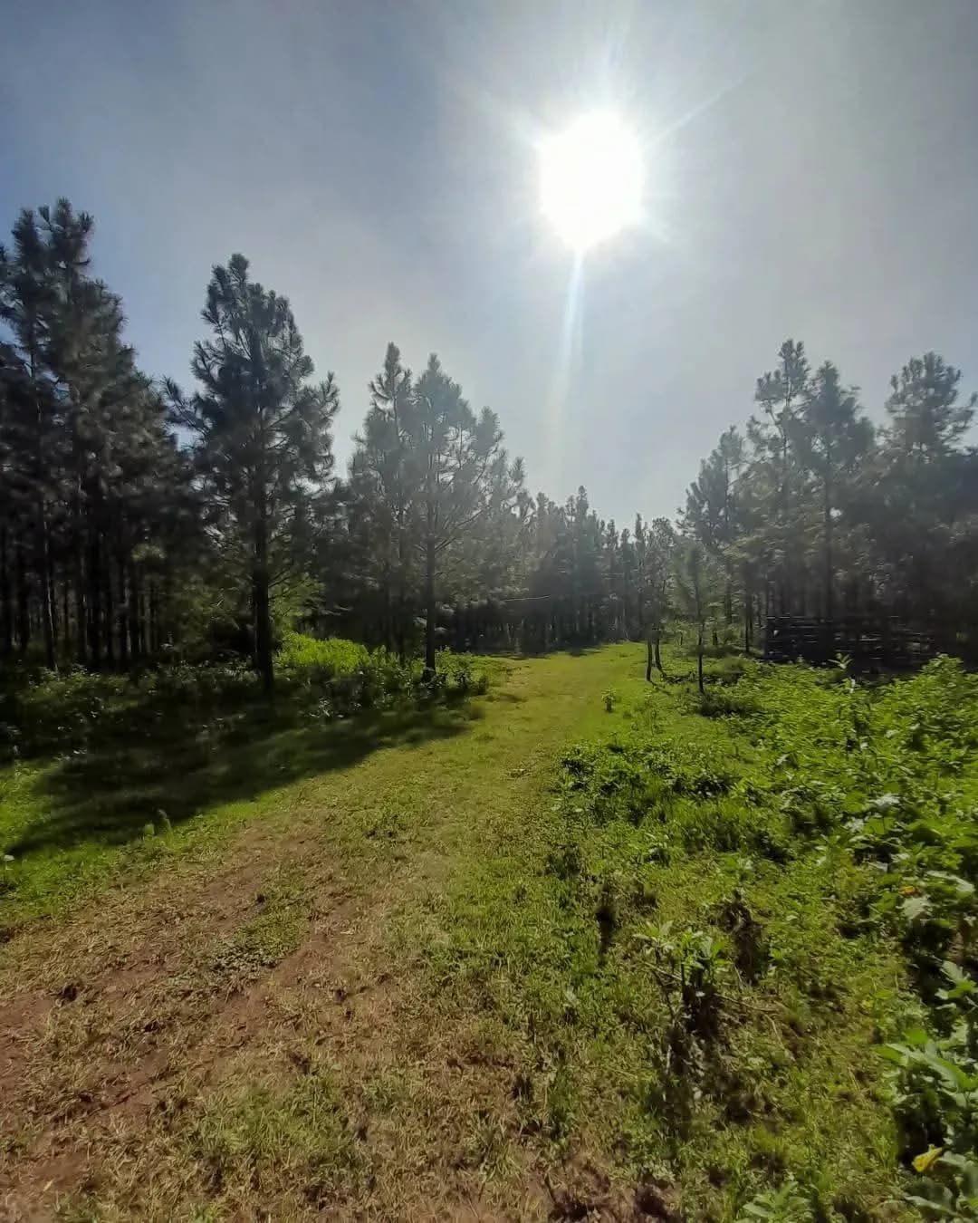 Amplio terreno rodeado de pinos