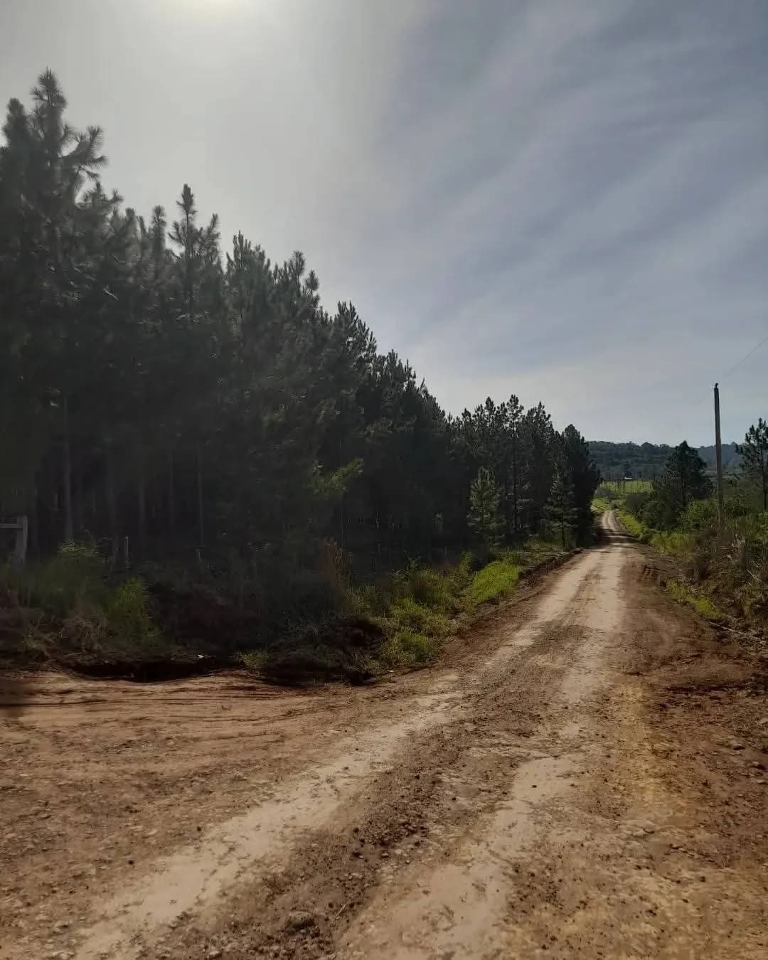 Terreno rural con bosque de pinos
