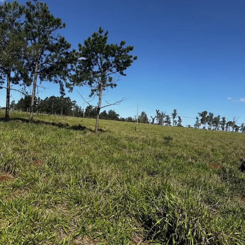 Amplio terreno verde con pinos