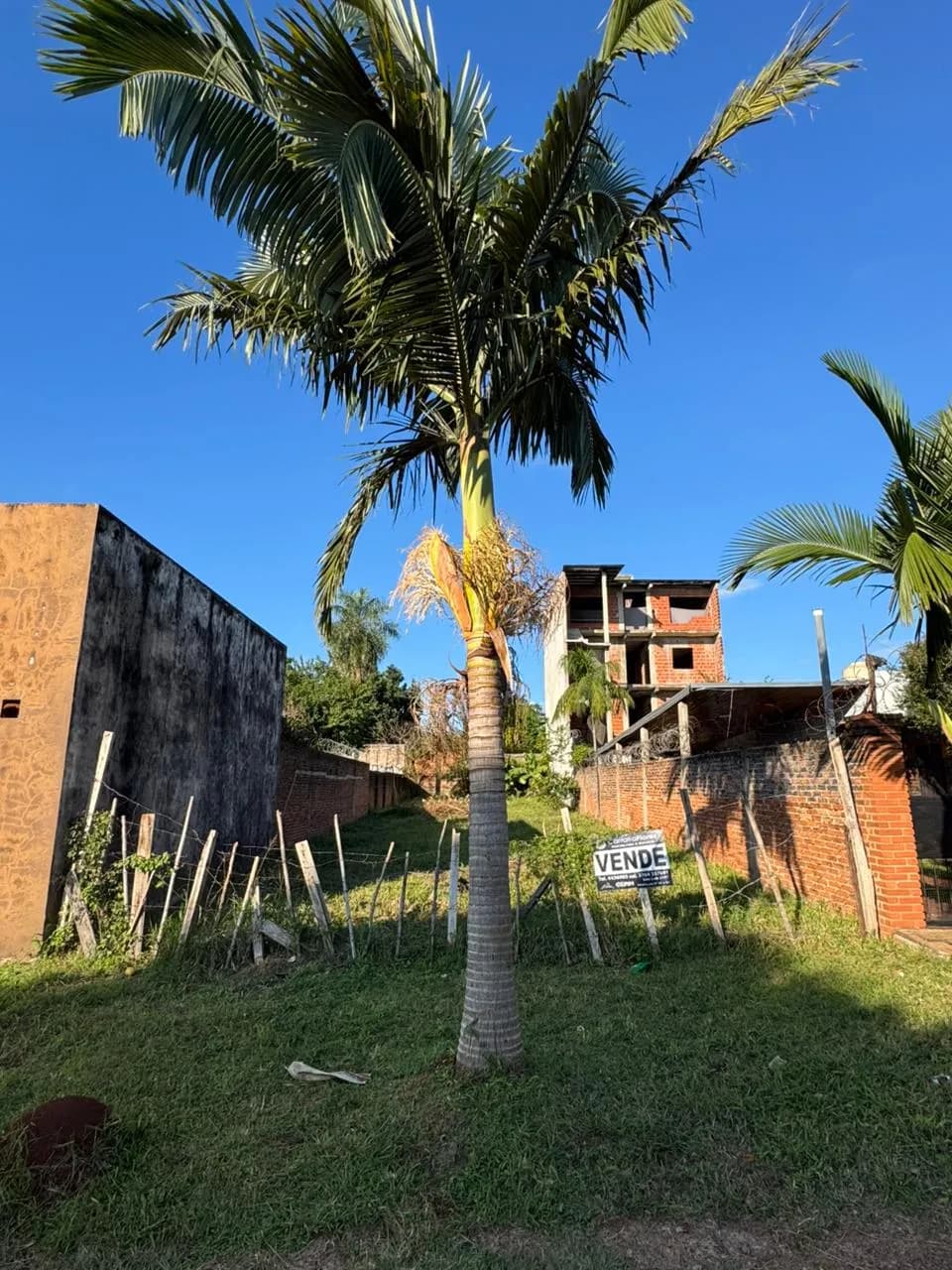 Terreno en venta con palmera