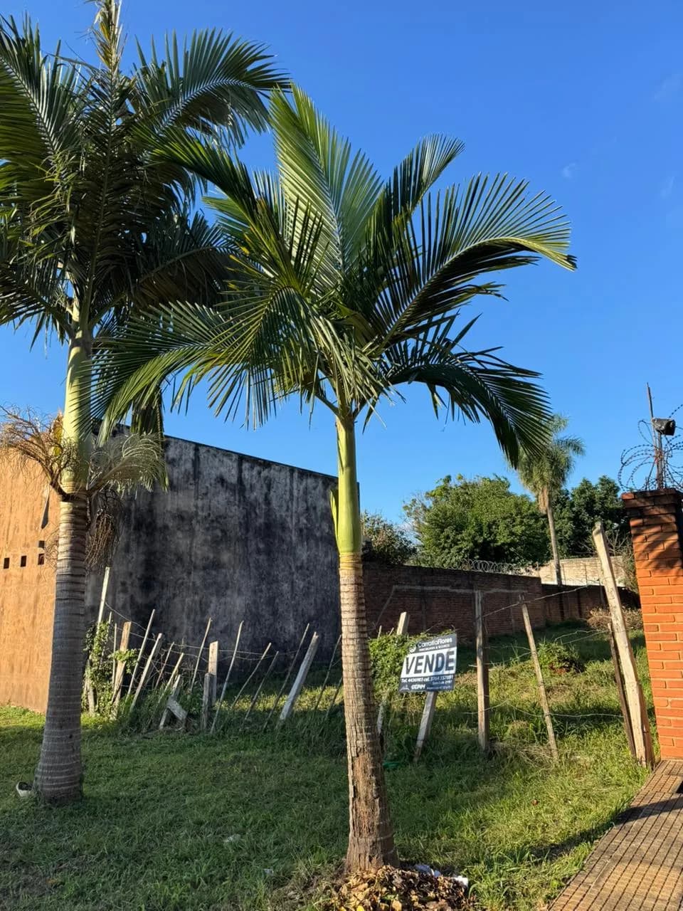 Terreno en venta con palmeras