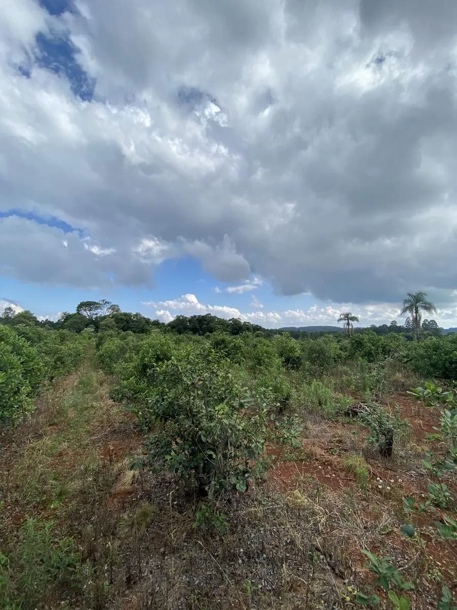 En Venta 17 hectareas sobre Ruta 13 en Zona Urbana, San Vicente, Misiones