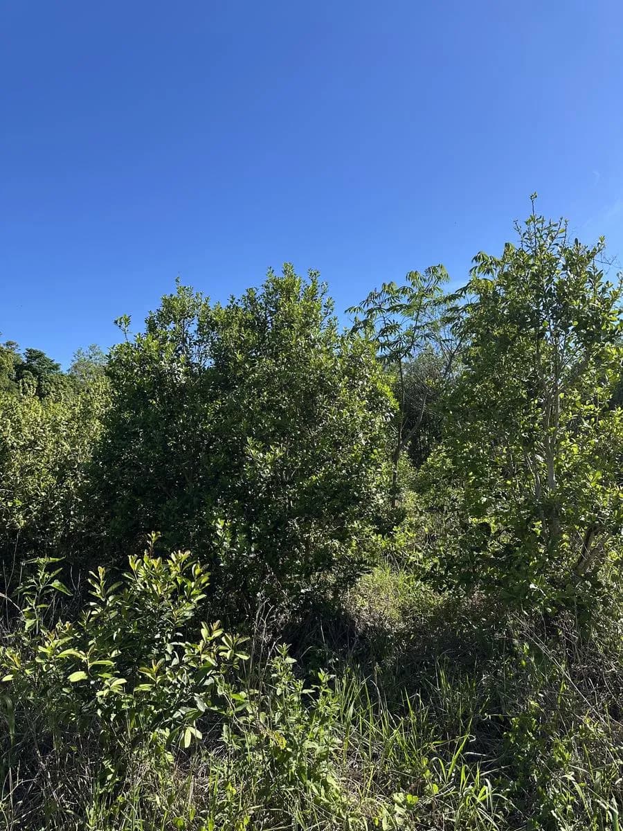 En Venta Chacra de 22,5 ha, en el km 50, Ruta 14, San Vicente, Misiones con Arroyo