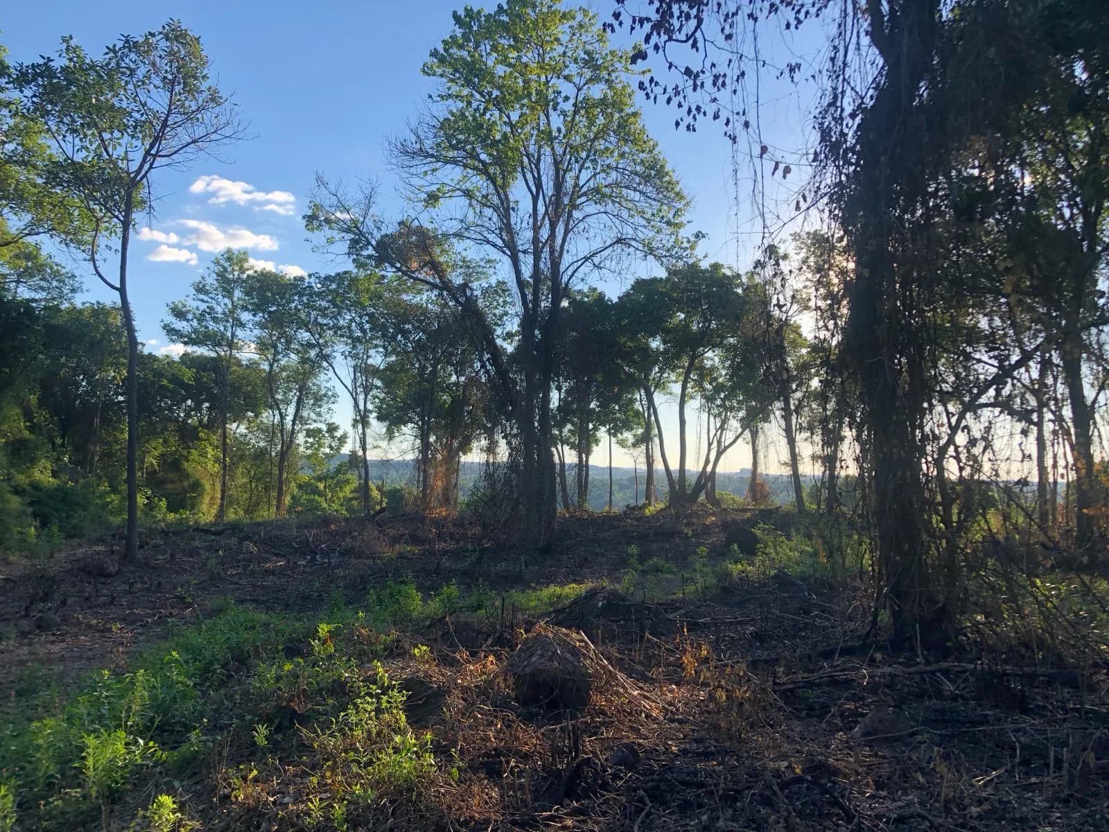En venta Chacra de 60 hectareas, a 4000 metros de la Municipal de San Vicente, Misiones
