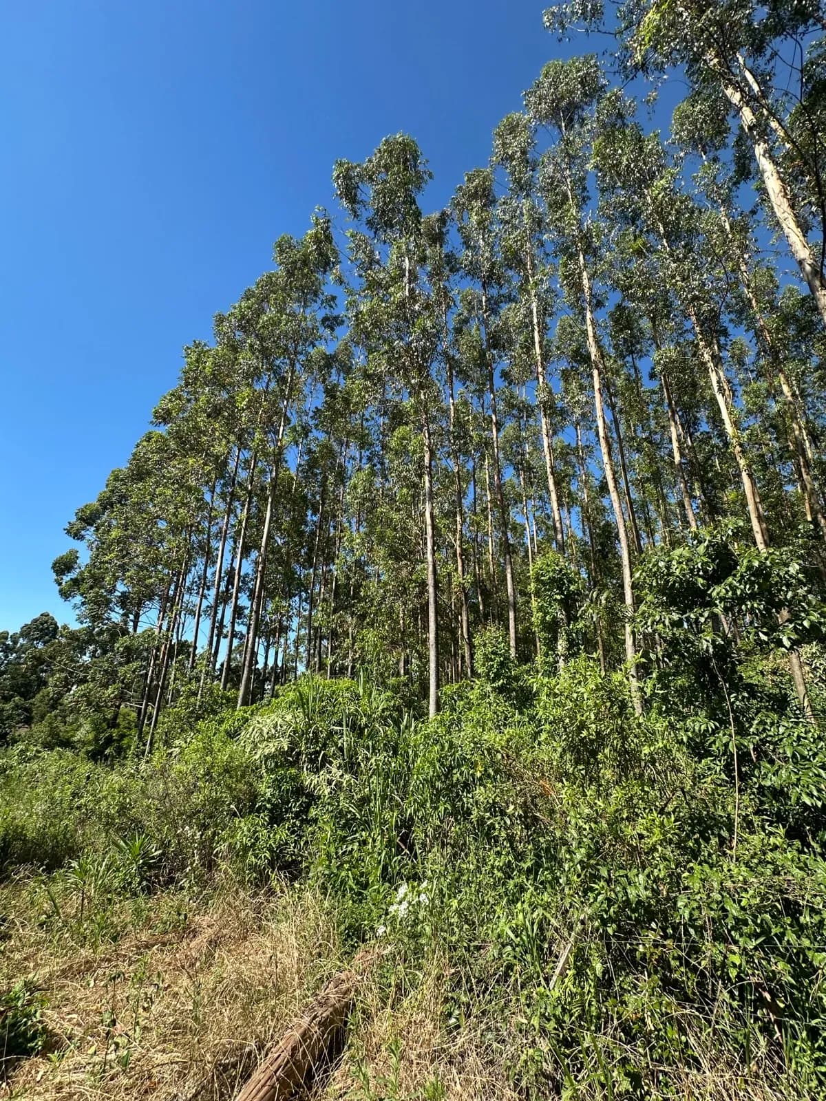 En Venta 1 Hectarea Comercial sobre Ruta 14, ingreso de San Vicente, Misiones