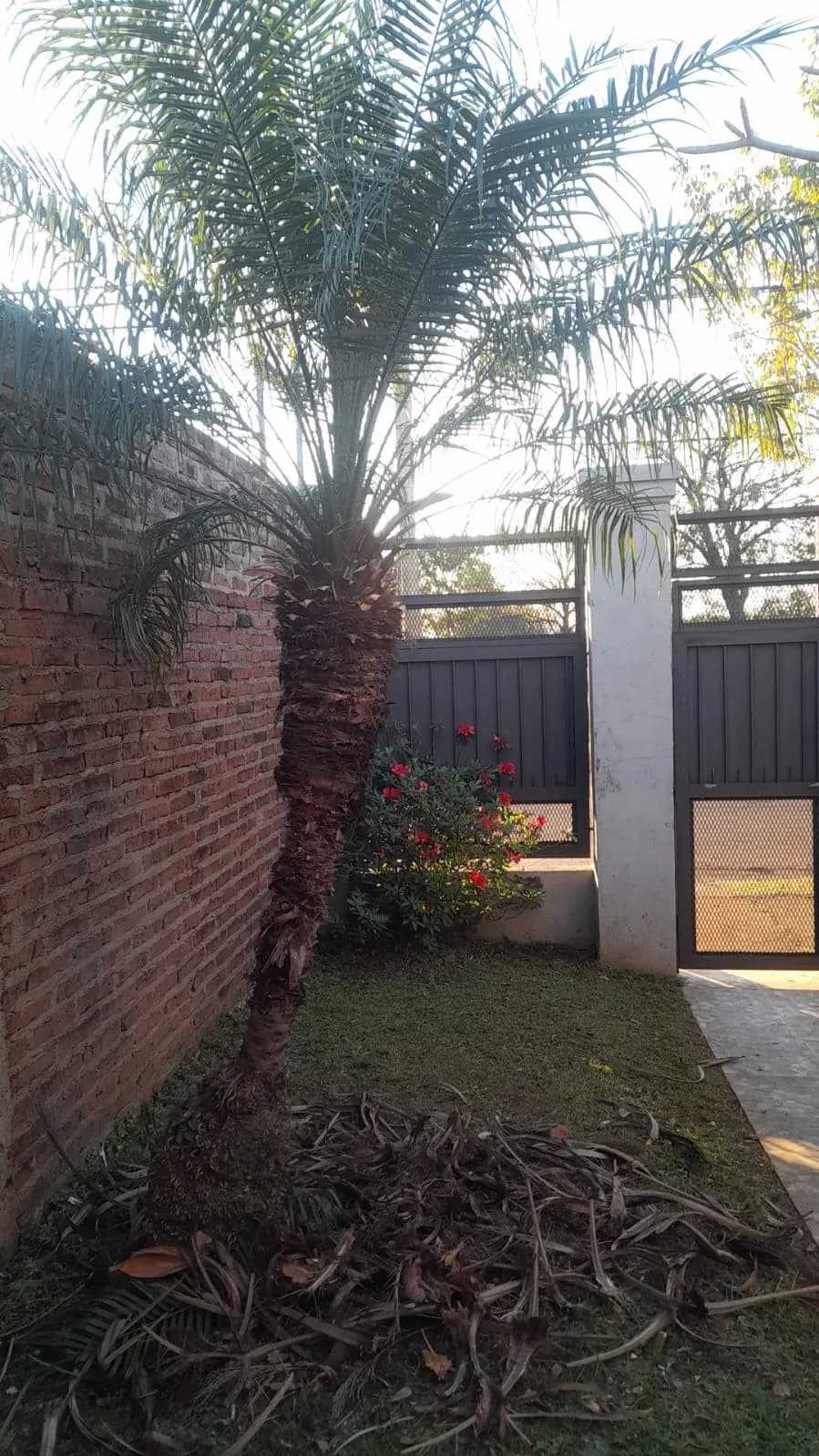 Jardín con palmera y muro perimetral