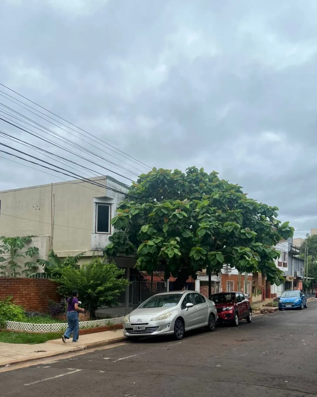 Casa residencial con un gran árbol