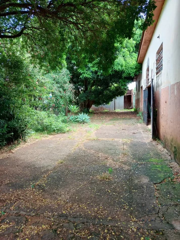 Patio cementado rodeado de vegetación