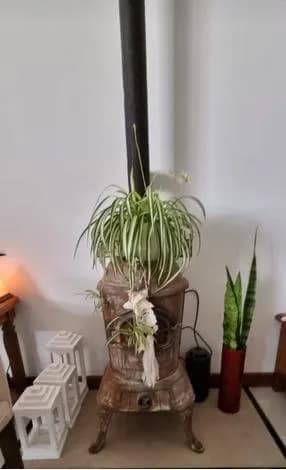 Estufa antigua decorada con plantas