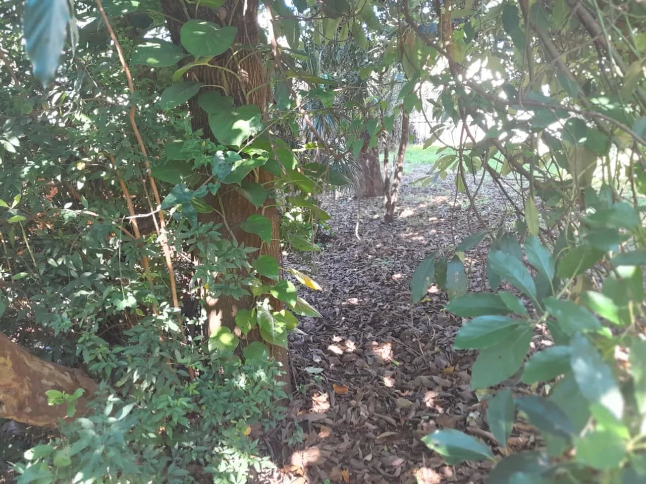 Casa tipo cabaña sobre terreno de 398 m² en venta, Microcentro de Posadas