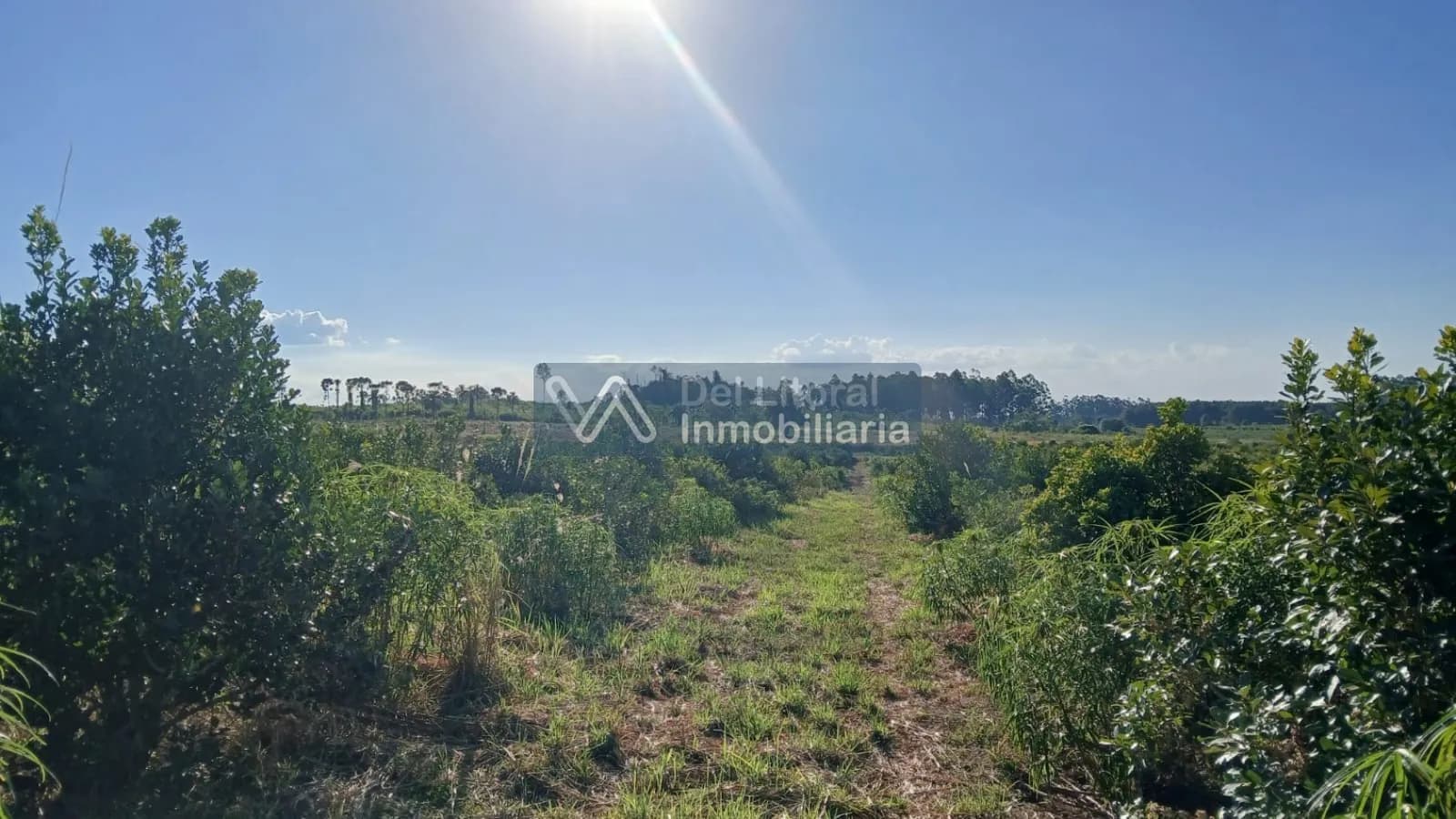 🌱 100 HECTAREAS PRODUCTIVAS SOBRE RUTA 212 - COLONIA SAN JORGE