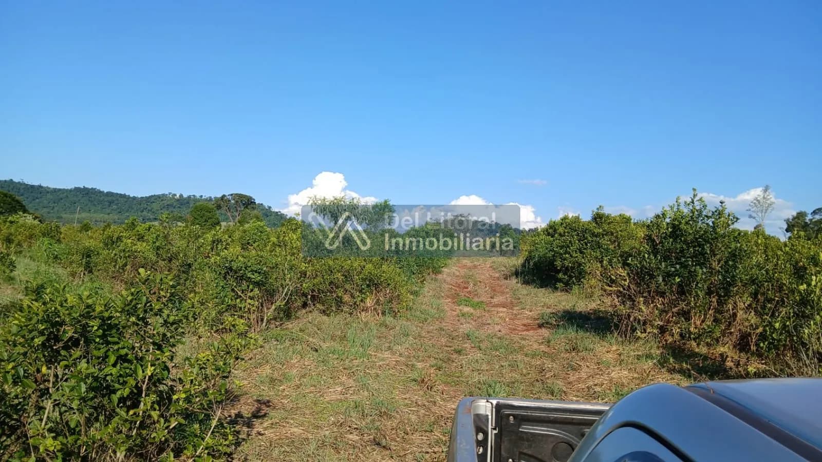 🌱 100 HECTAREAS PRODUCTIVAS SOBRE RUTA 212 - COLONIA SAN JORGE