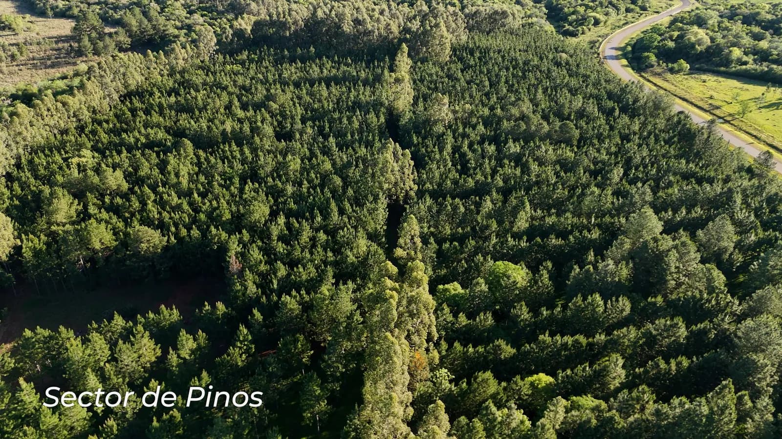 Vista aérea de bosque de pinos